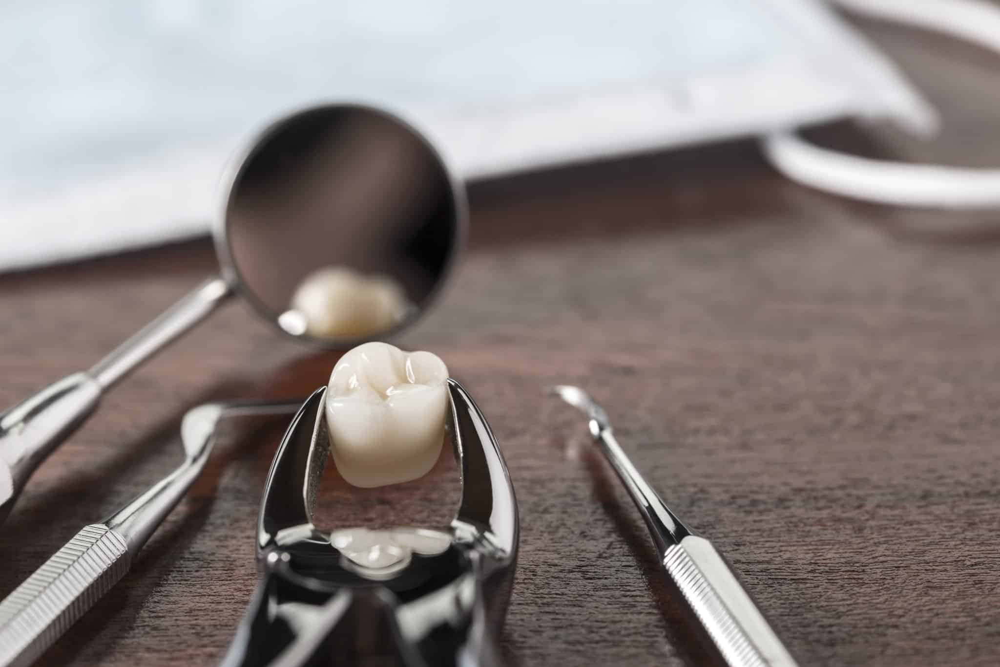 Dental instruments holding a tooth model beside a dental mirror